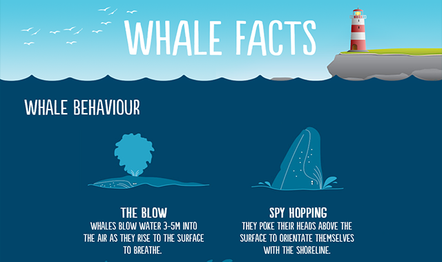 Amazing Facts About Whale That Will Blow Your Mind #infographic