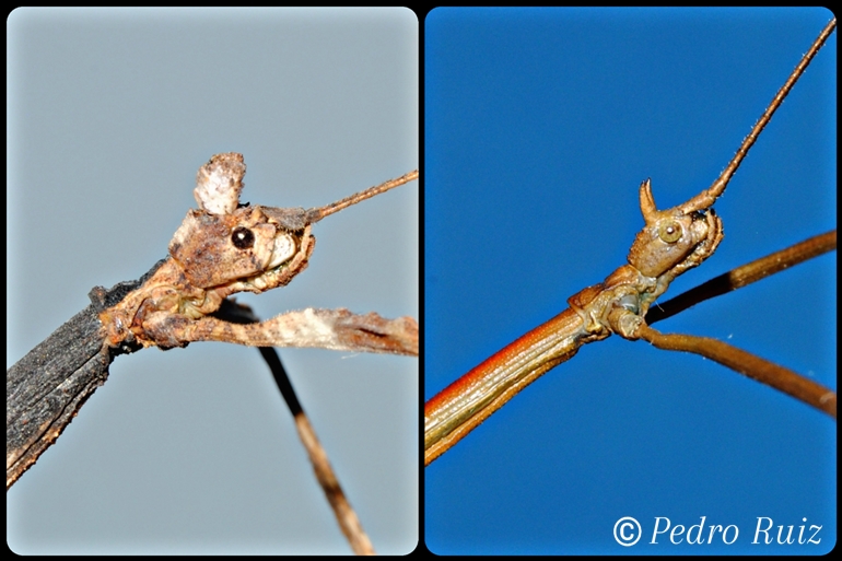 Detalle de la cabeza de una hembra y un macho de Phenacephorus Latifemur Detalle de la cabeza de una hembra y un macho de Phenacephorus Latifemur