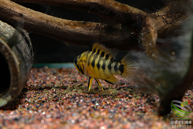 Apistogramma sp. sanjose