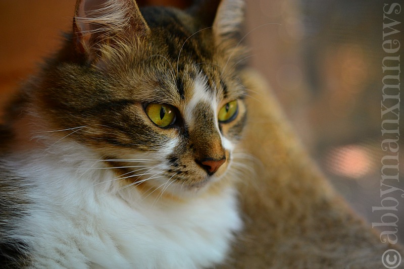 MANX MNEWS: Feline Friday