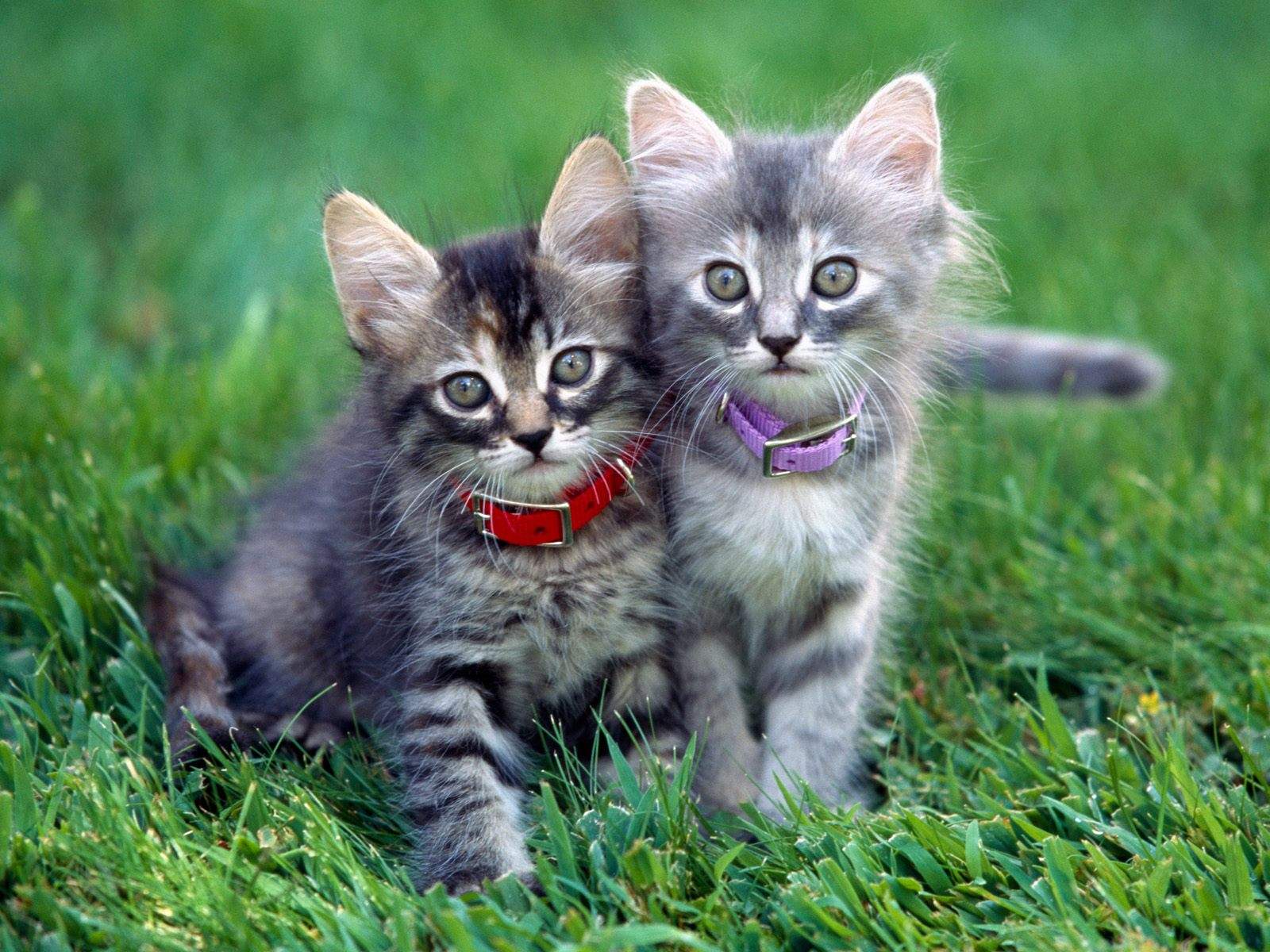 Funny Cat Facebook Pages Funny Cat Facebook Pages