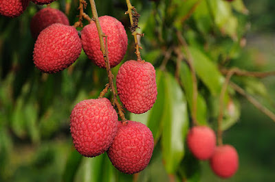 como plantar lichi