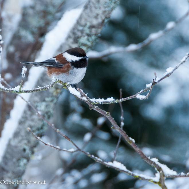 Spirithelpers Bird Haven