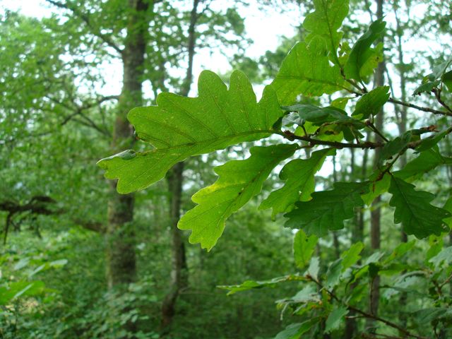 Encuentros Naturales