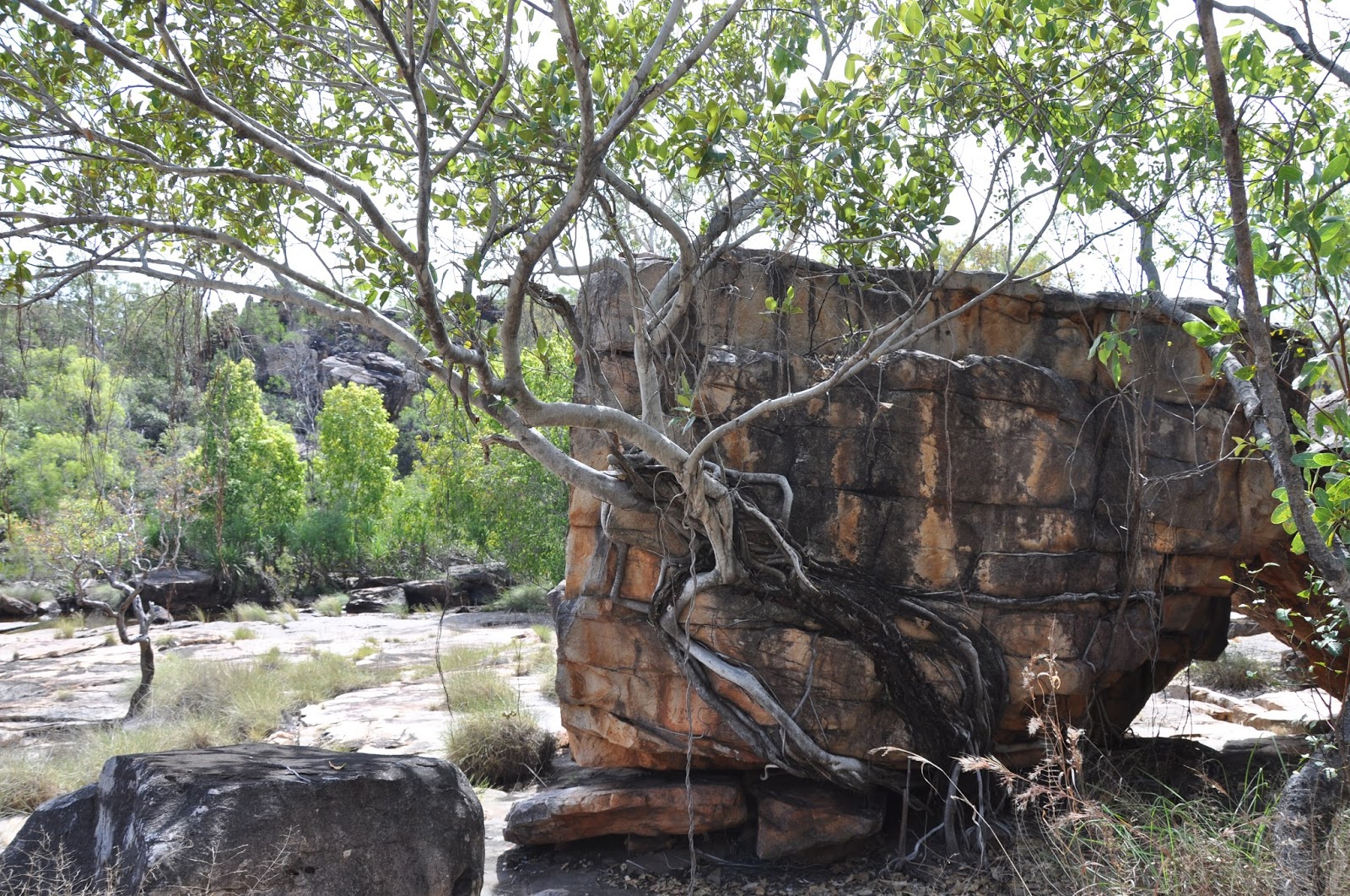 BarbaraTVan: BARBARA'S KIMBERLEY ADVENTURE - THE GIBB RIVER ROAD TO ...