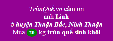 Trùn quế về Ninh Thuận