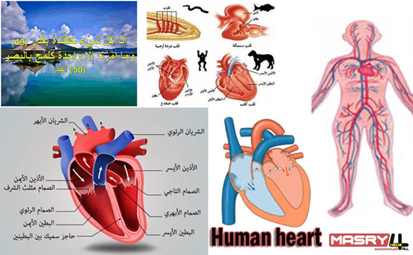 اي جزء من جهاز القلب والرئتين الصناعي يؤدي الوظيفه الرئيسيه للقلب