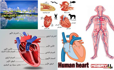 هندسة القلب البشري والصناعي - من سلسلة مقالات هندسة الرحمن في مخلوقاته The human and artificial heart قلب الانسان بالصور