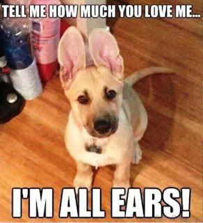 funny memes about love with cute dog.
