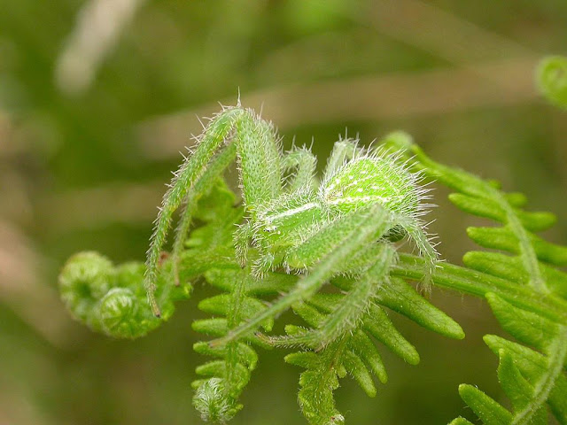 Heriaeus hirtus Heriaeus hirtus