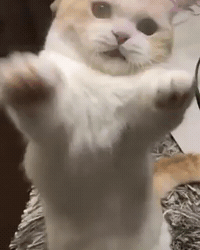 cat.gif