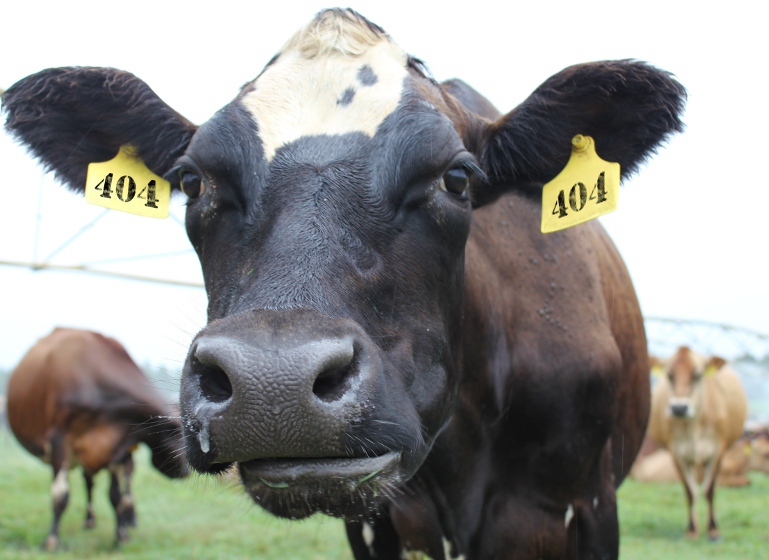 Vital Awareness The Epicurean and The Activist Sweet Grass Dairy