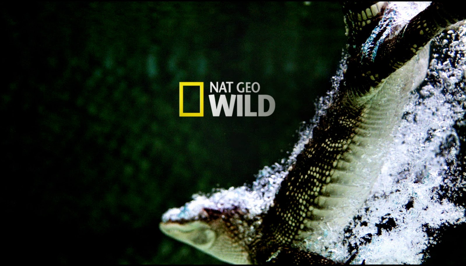 Канал дикий прямой эфир. Канал National Geographic Wild. Канал нат Гео.