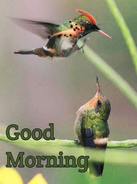 Good Morning Images Free Download For WhatsApp HD Download