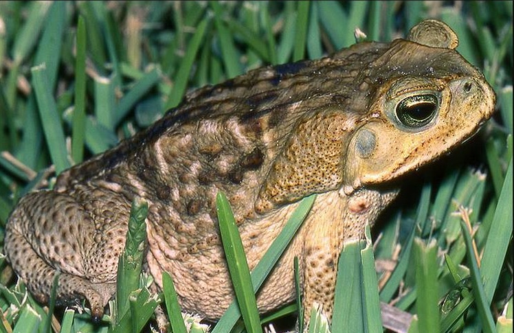 Alerta en Florida por una plaga de sapos venenosos. - LA VOZ DEL NORTE
