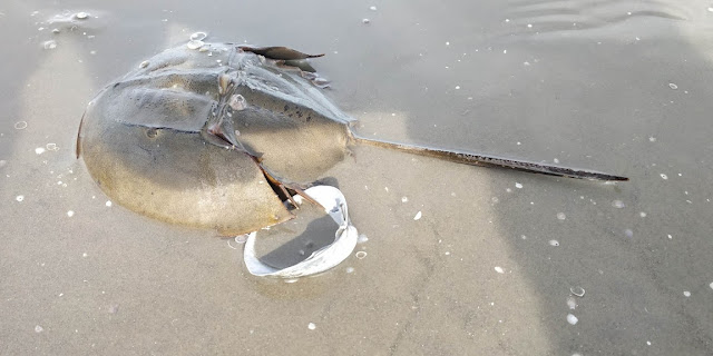 horseshoe-crab