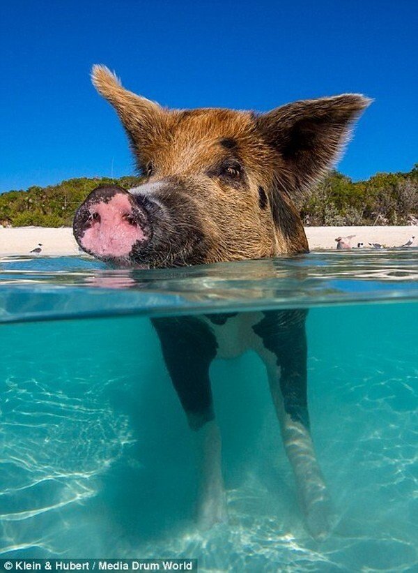 바하마 군도의 돼지섬 - 짤티비