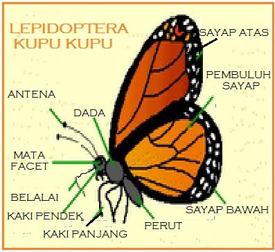 BIOLOGI DOU DOMPU KUPU  LEPIDOPTORA