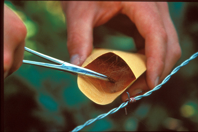 Expert hair testimony image