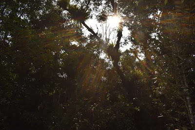 Amazing Harbaria Sundarban Eco-Tourism Center tour tips 2021 12 Sun rays through trees in Sundarban