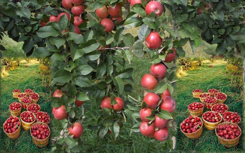 Apple Season in Full Bloom in KulluManali The Best India Tours