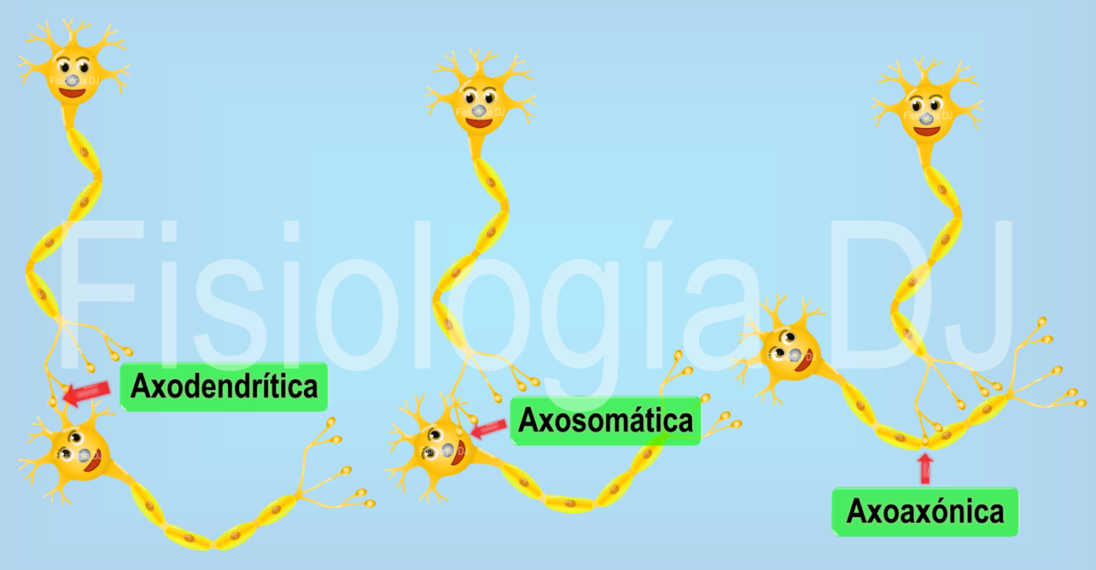 Fisiología DJ: Sinapsis química | Que son las sinapsis | Sinapsis neuronal