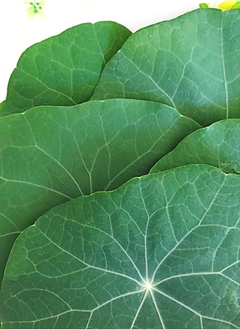 Passionately Raw! - Freshly harveted nasturtium leaves