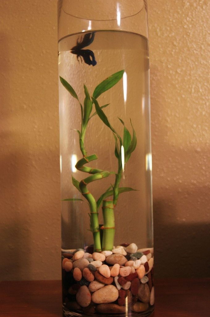 The Rise of Betta Fish Plants Petco Image The Rise of Betta Fish Plants Petco Image