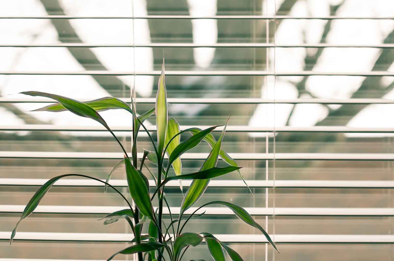 6 Signs It's Time to Replace Your Window Blind