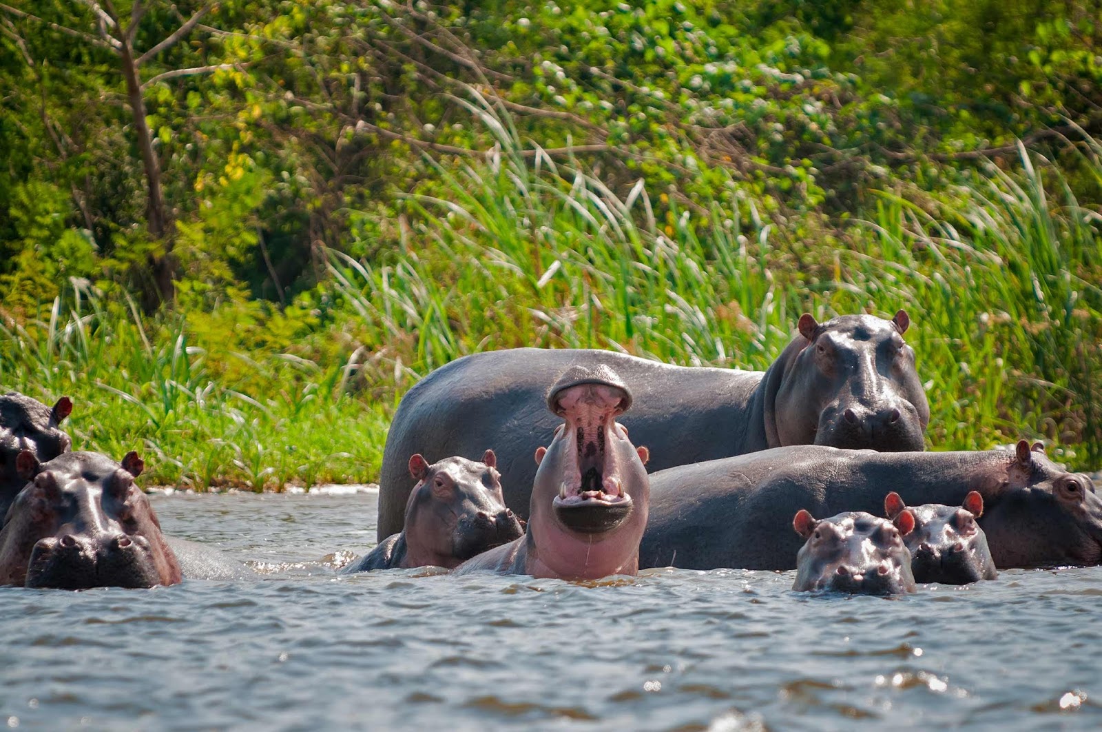 the Colombian hippo population