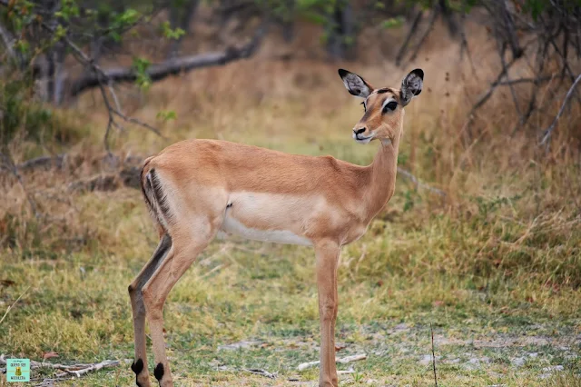 Impala en la Reserva de Moremi de Botswana