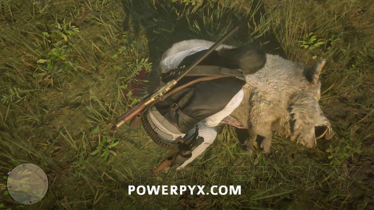 Легендарный кабан в рдр 2. Rdr 2 кабан. Red dead redemption 2 легендарный кабан. Red dead 2 boar. Легендарный кабан rdr2 на карте.