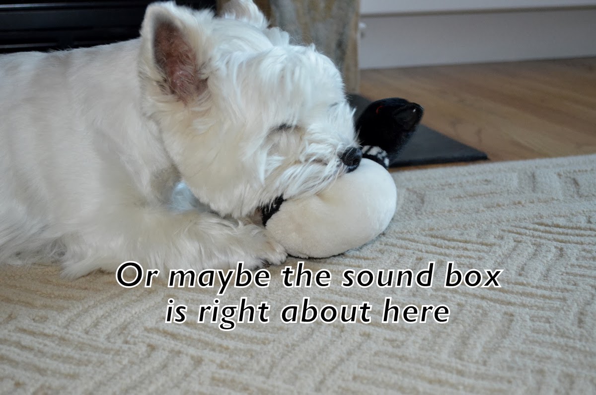 Westie Julep Crazier Than A Loon