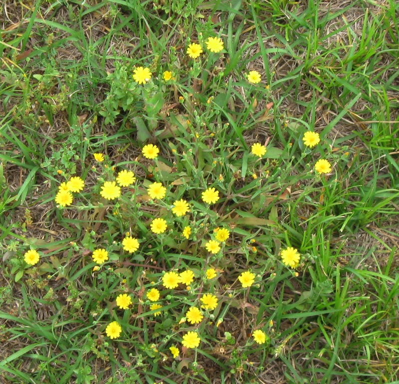 Yellow Flower Weed Identification