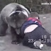 Khabib Nurmagomedov: Ο 9χρονος που πάλεψε με αρκούδα!