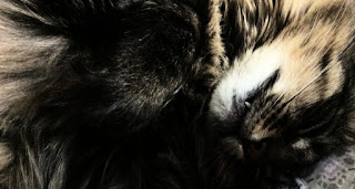 Review Cats Update Review Cats Update