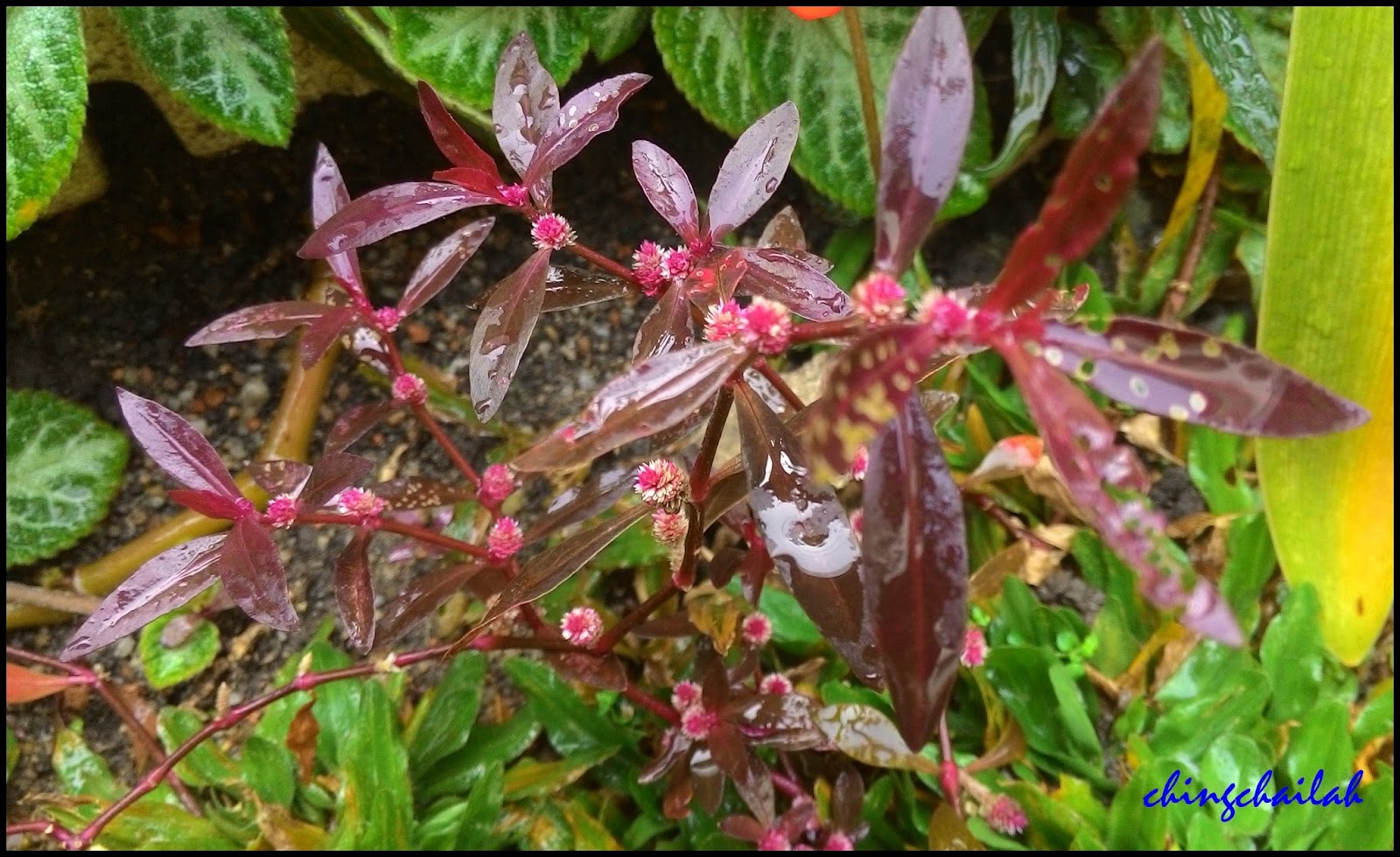 200+ Sessile Joyweed / Ponnanganni / Mukunuwenna Seeds - Dwarf Copperleaf, Fast-Growing Edible Herb 7 thumbnail image
