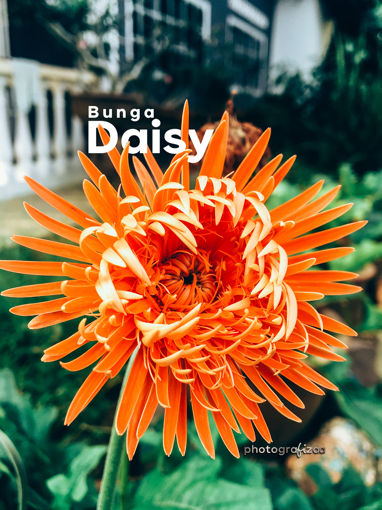 Bunga Daisy Orange