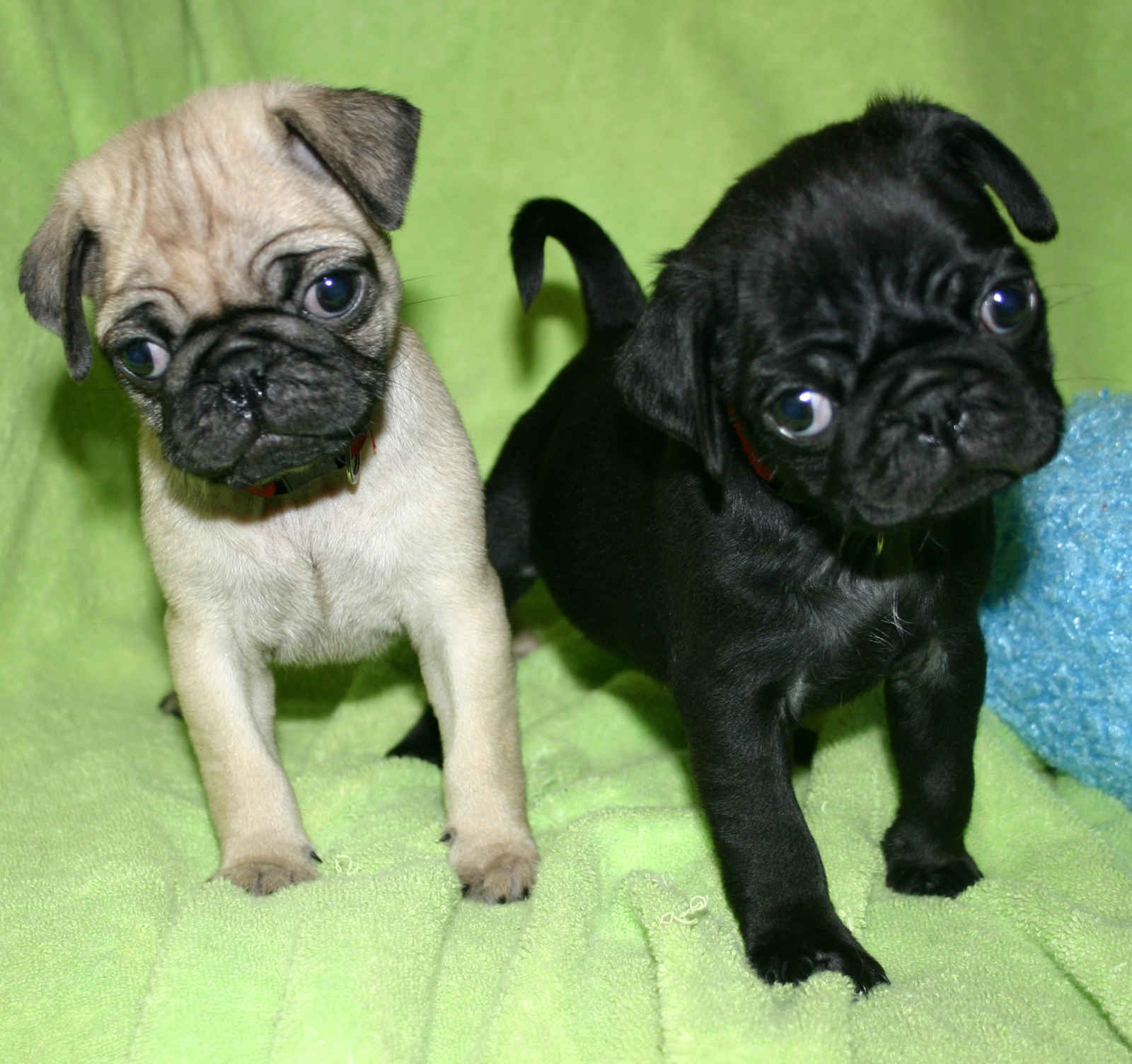Find Puppies Pug For Sale In Hungary