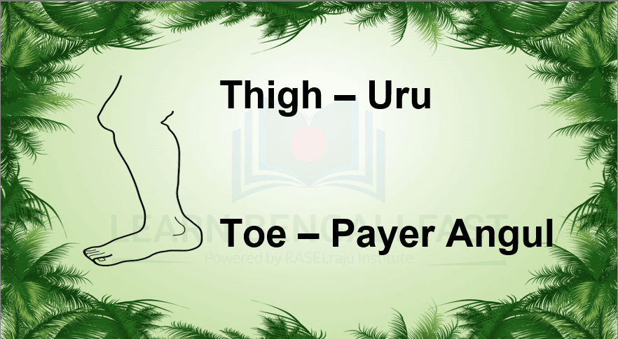 Learn 89 Human Body Parts Name in Bengali ( Including Video & Pictures