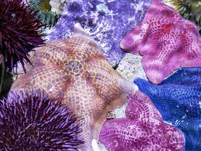 How Do Starfish Eat How Do Starfish Eat