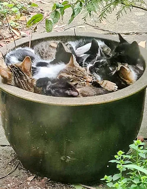 My friend's grandad feeds the local strays, this is what he woke up to today