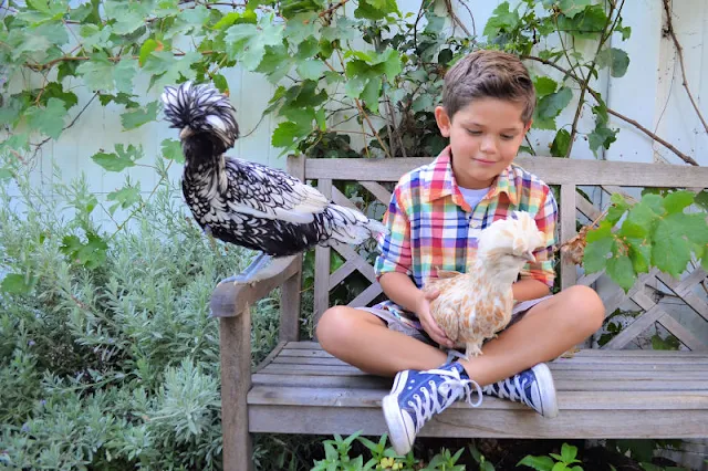 little boy in plaid shirt sitting on bench with chickens