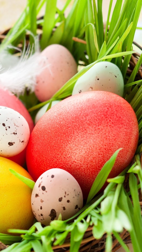 Feathers Eggs Nest Easter Holidays Android Best Wallpaper
