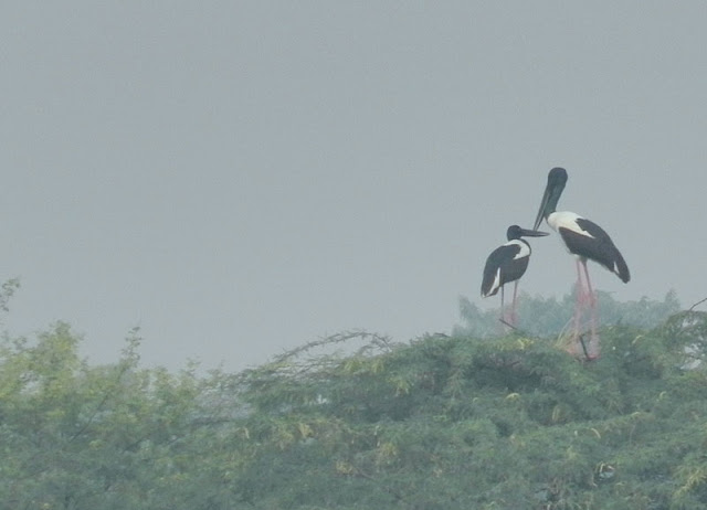 Birding in Sultanpur