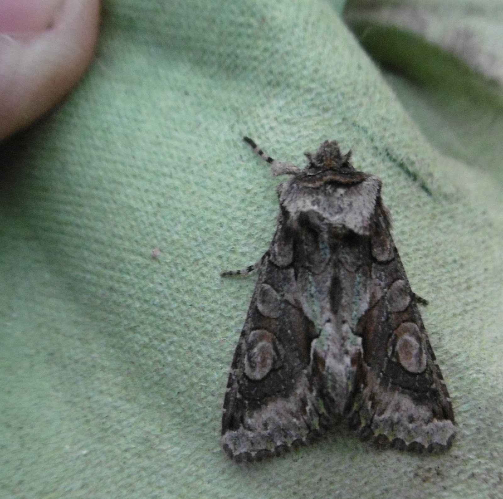 Martin's Moths Autumn colours