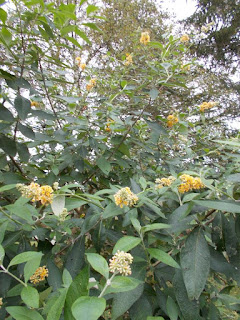 Le Jardin Des Simples Juillet 2010