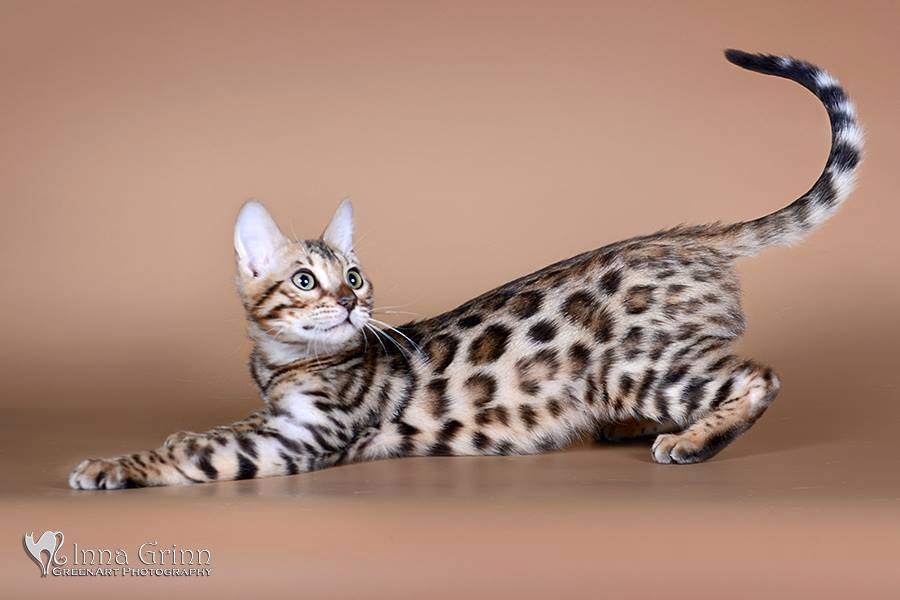 Abisinijos Bengalų kačių veislynas "RULANA": katės