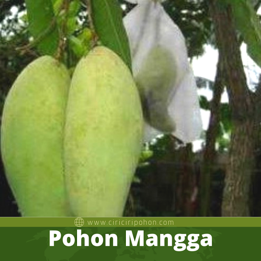 Pohon Mangga