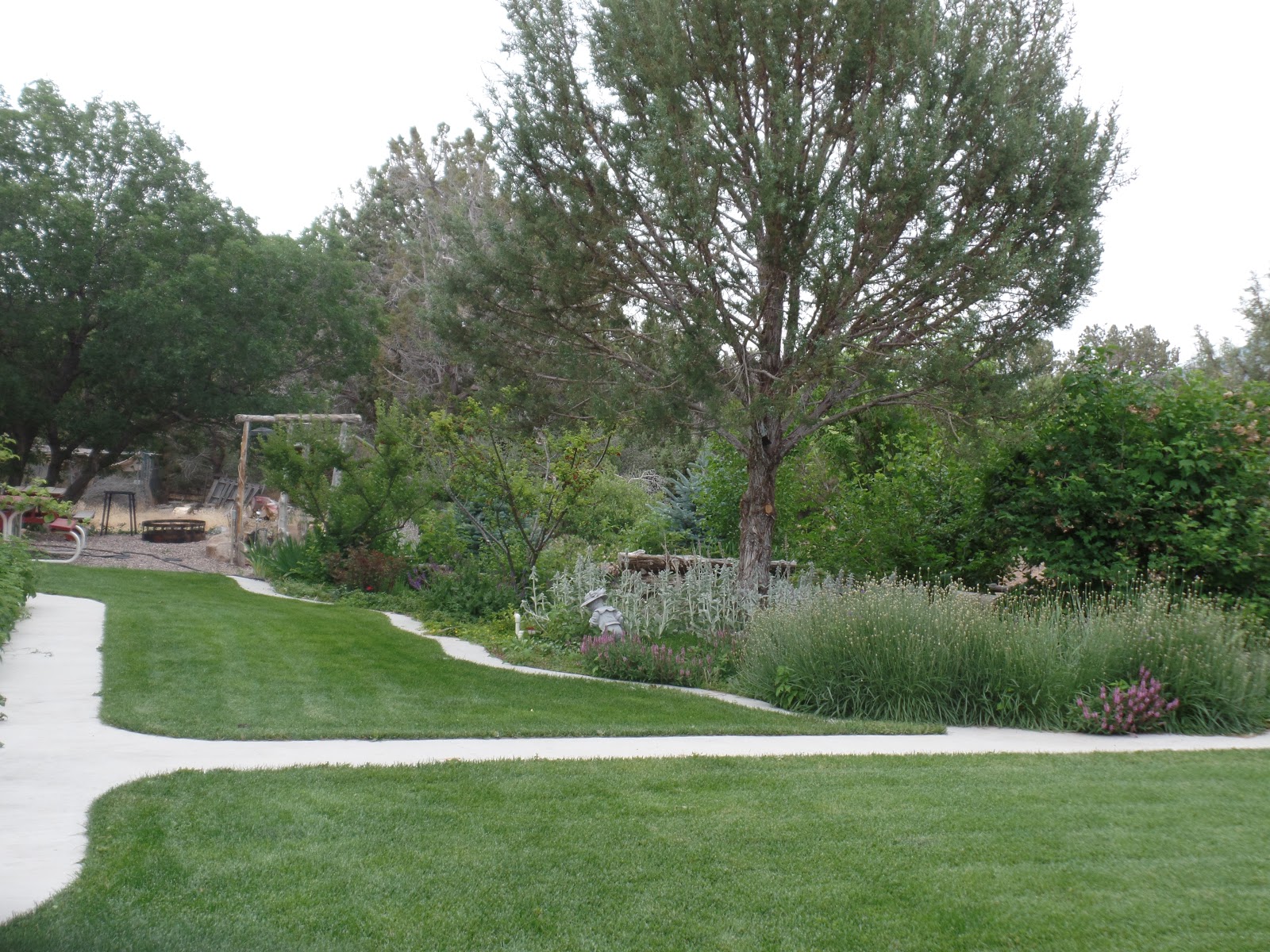 Growing Organic Watering Trees